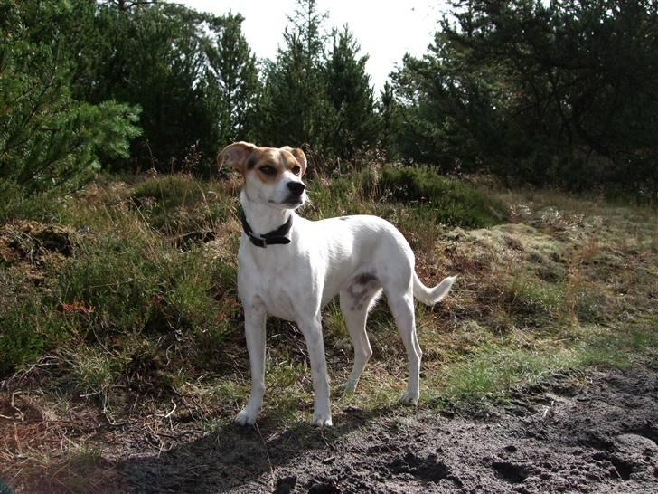 Dansk svensk gaardhund Awesome Joey - sommeren 2008 - på tur i Ho klitplantage billede 20