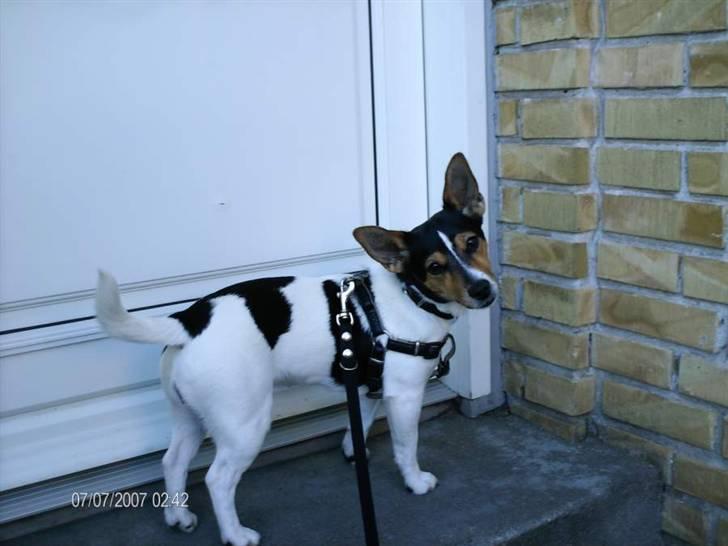 Jack russell terrier Tara R.I.P - ,,Må jeg komme ind nu?" *Hundeøjne* Foto: Mig billede 13