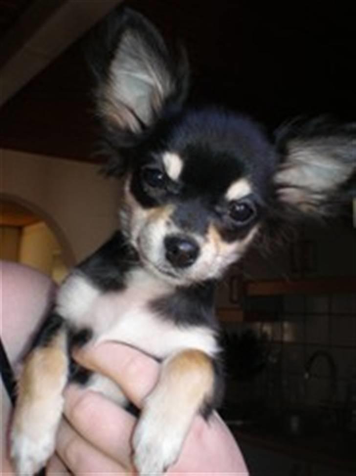 Chihuahua Faye (Loppe) - Smukke Faye 4 mdr. billede 2