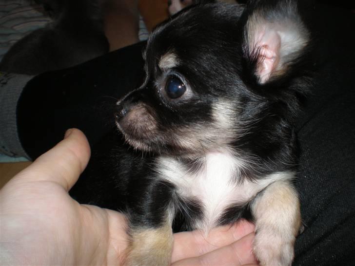 Chihuahua Faye (Loppe) billede 3