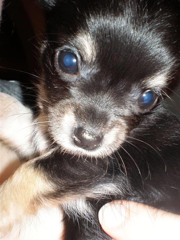 Chihuahua Faye (Loppe) - Helt tæt på  :) billede 5