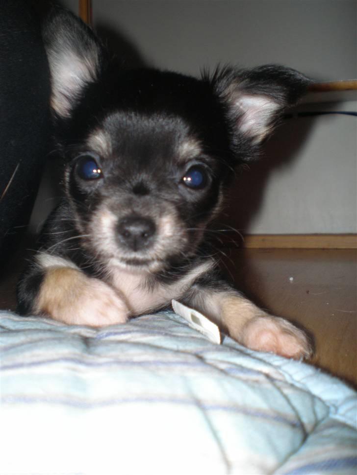 Chihuahua Faye (Loppe) billede 6