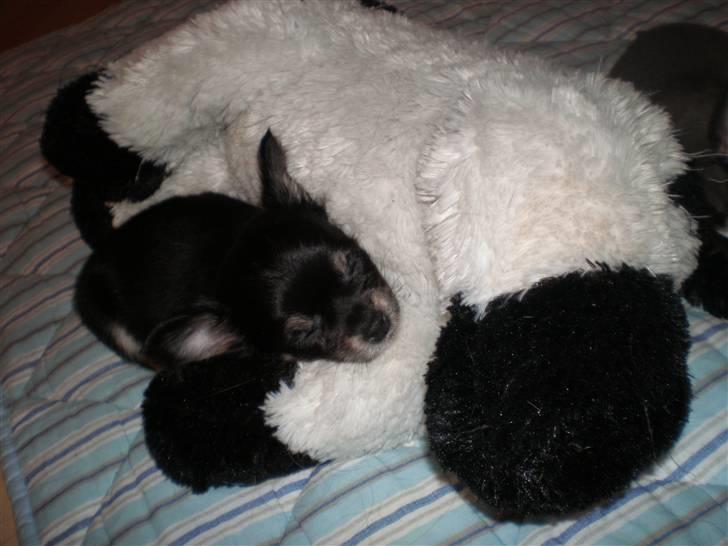 Chihuahua Faye (Loppe) - Blev lige lidt træt billede 7