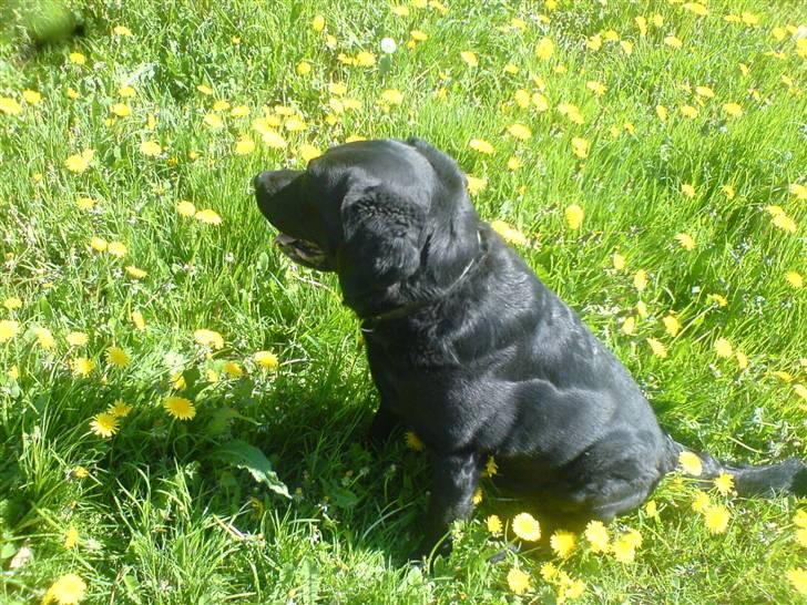 Labrador retriever Baktuz  - Her sidder han & nyder solen i alle mælkebøtterne :)  billede 5