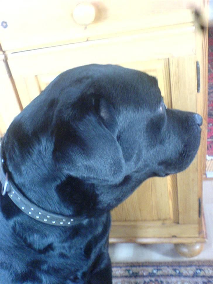 Labrador retriever Baktuz  - Min dejlige bamse !! <3 billede 6