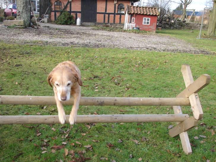 Blanding af racer Lady - Lady kan skamogså springe :P her springer hun 65 cm ret godt klaret af en hund på 55 cm og 9 år gammel .. hun kan springe 85 cm xD billede 11