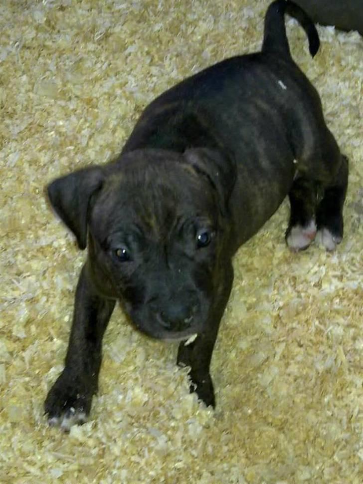 Amerikansk staffordshire terrier coco - coco 7 uger billede 1