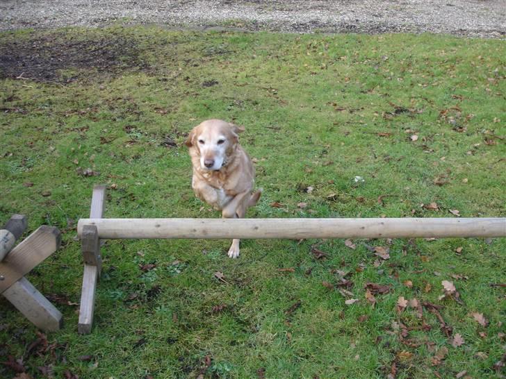 Blanding af racer Lady billede 12