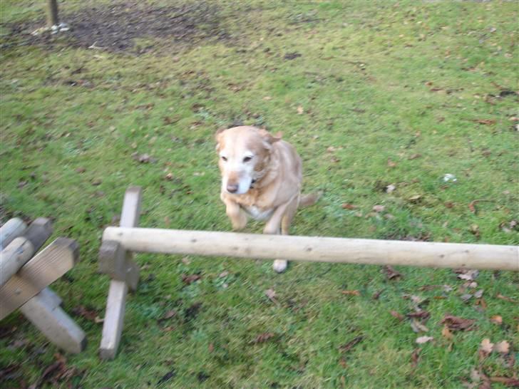 Blanding af racer Lady billede 13