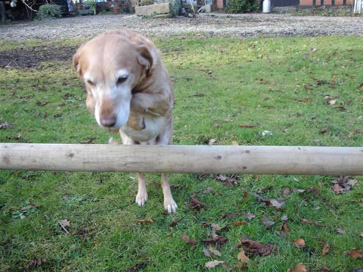 Blanding af racer Lady billede 14