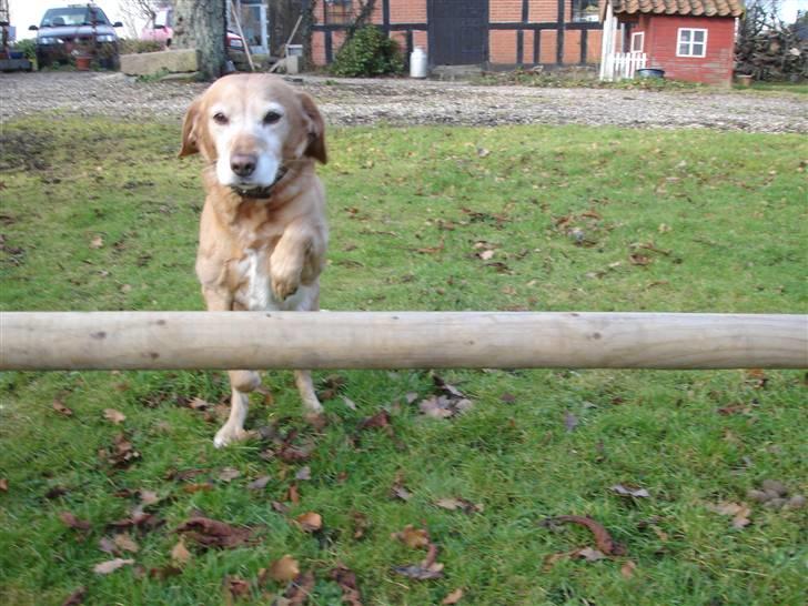 Blanding af racer Lady billede 15