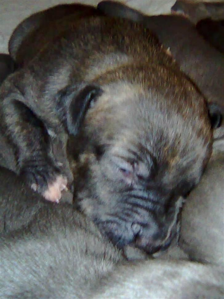 Amerikansk staffordshire terrier coco - coco 3 uger billede 2