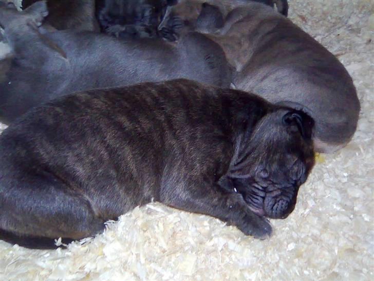 Amerikansk staffordshire terrier coco - coco 5 uger billede 3