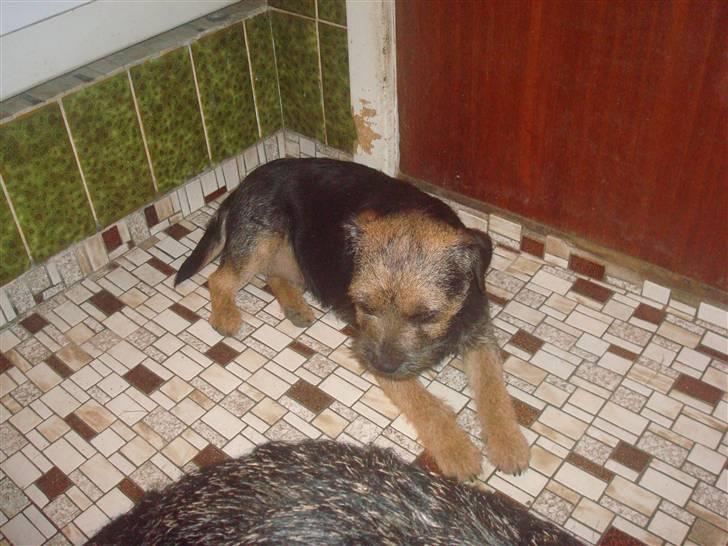 Border terrier Dalshøj´s suchi - her ligger hun og putter <3 billede 8