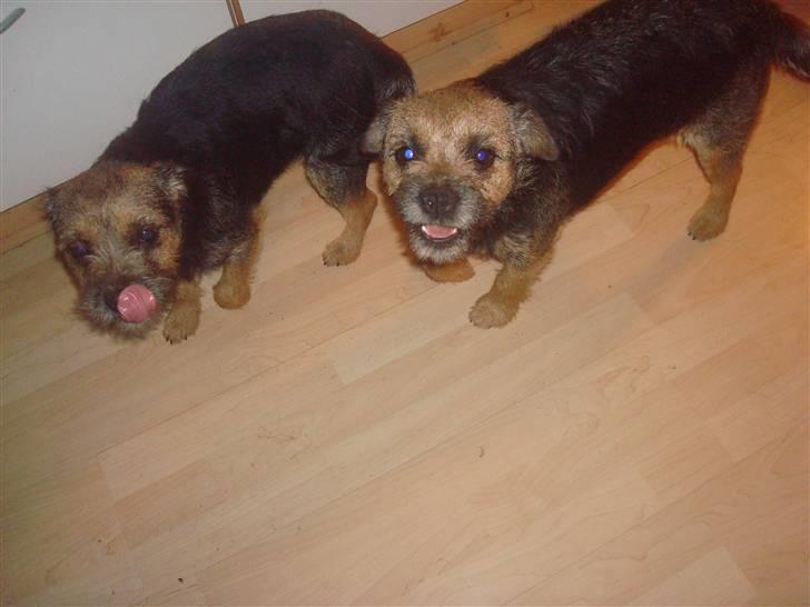 Border terrier Dalshøj´s suchi - hun er helt til venstre lille suchi ;D billede 9