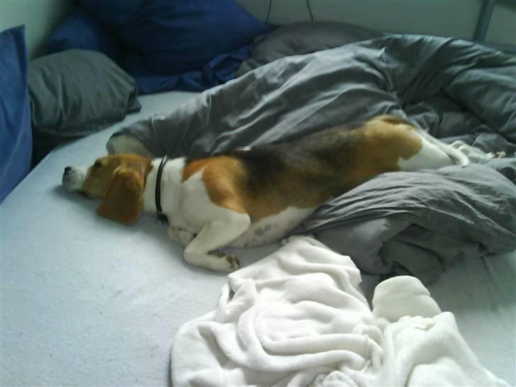 Beagle Molly 2 :) - Molly elsker at sove i sengen :) billede 1