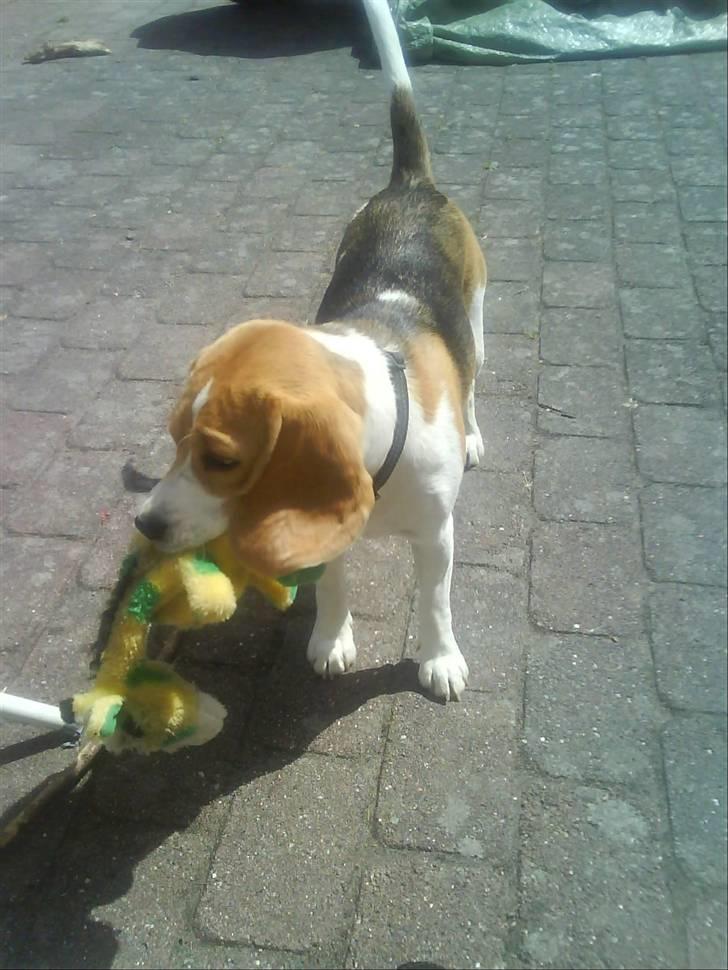 Beagle Molly 2 :) billede 2