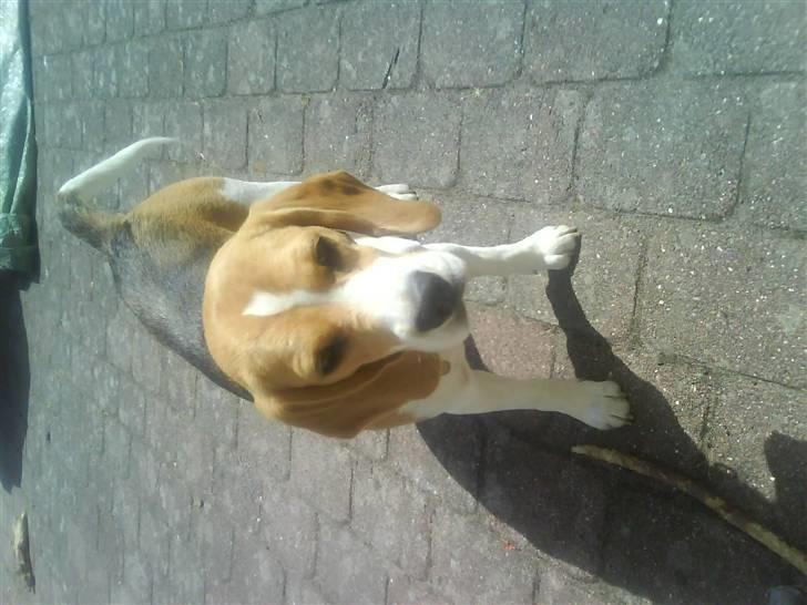 Beagle Molly 2 :) billede 3