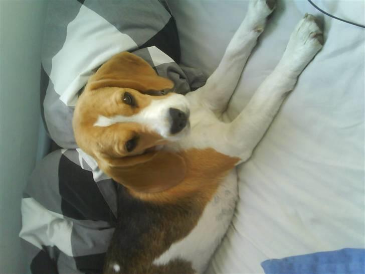 Beagle Molly 2 :) billede 4