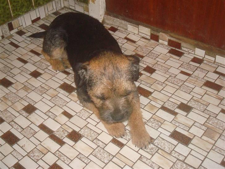 Border terrier Dalshøj´s suchi - hun ligger rigtig og putter hun er så kær  :) billede 10