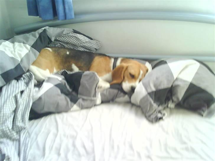 Beagle Molly 2 :) billede 5