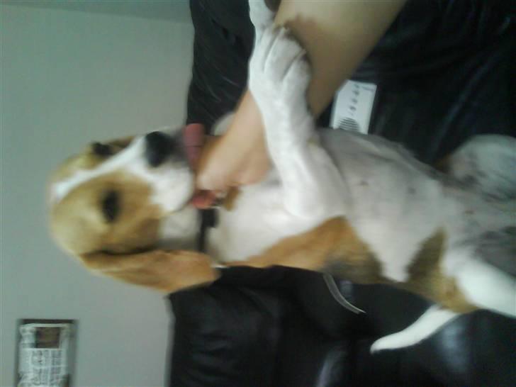 Beagle Molly 2 :) - Hun kan godt lide opmærksomhed billede 6