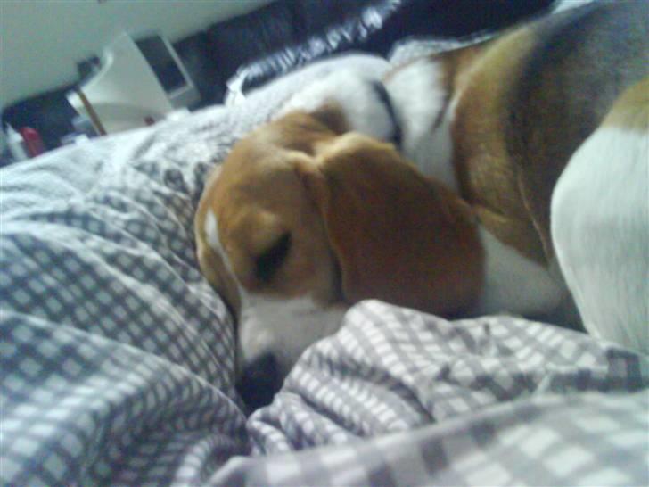 Beagle Molly 2 :) - hun er så kær <3 billede 7