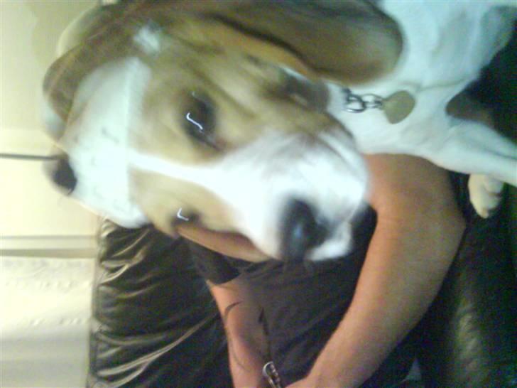 Beagle Molly 2 :) - Molly med hendes gennem gnasket bamse på hoved billede 8