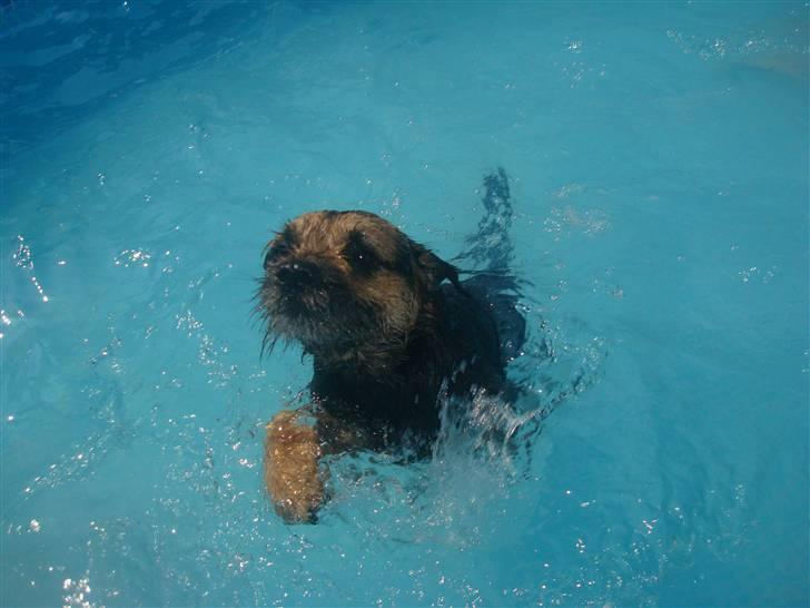Border terrier Dalshøj´s Blue Diamond (Basse) - Basse i swiming pool ;D billede 6