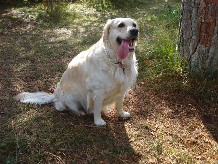 Golden retriever Nelly - her var vi i Trylleskoven, som er rigtig hyggelig. Det elsker jeg at lege gemmeleg, så jeg skal finde min mor. billede 1