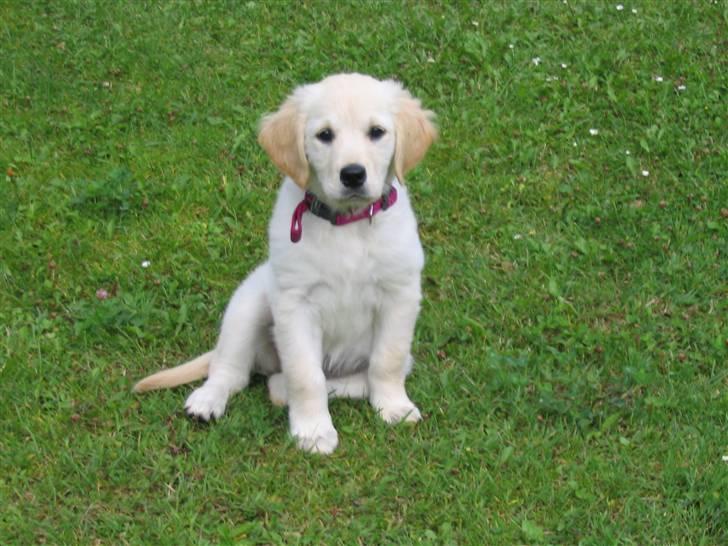Golden retriever Nelly - Her var jeg bare en lille bitte hvalp, som snart skulle til at gå i hundeskole. billede 2