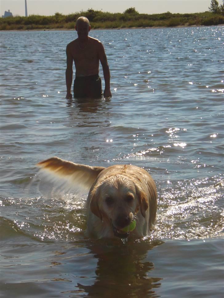 Golden retriever Nelly - Her er vi ved stranden. Det er det bedste jeg ved. billede 5