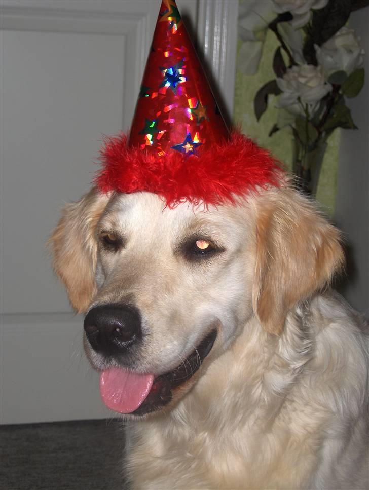 Golden retriever Nelly - Se hvor fin jeg var til nytårs aften sidste år billede 6