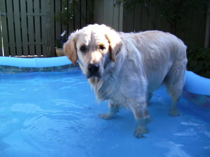 Golden retriever Nelly - Når det er rigtigt varmt elsker jeg vores dejlige badebassin i haven. billede 7