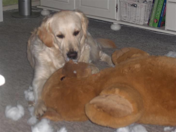 Golden retriever Nelly - Jubiiii, jeg har fået en bamse jeg må ødelække. Det er skønt. billede 8