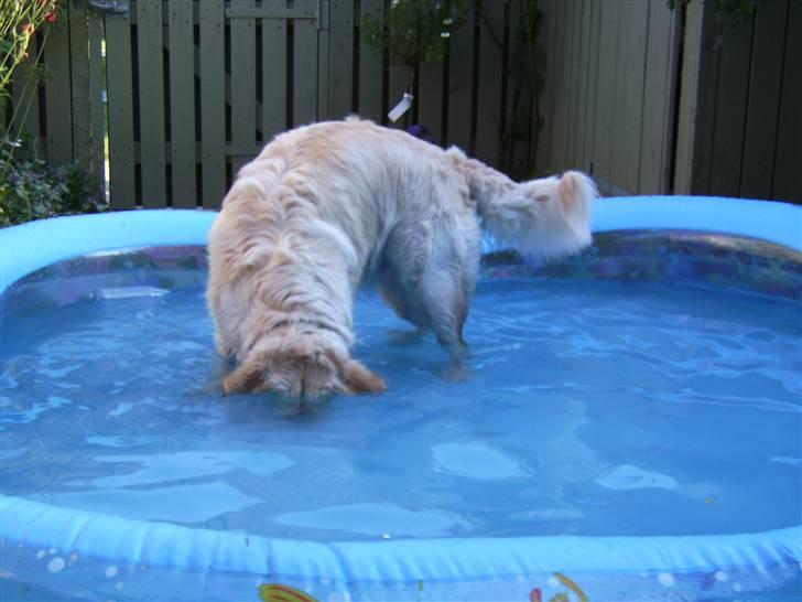 Golden retriever Nelly - Jeg er god til at dykke efter kiks i vores badebassin billede 9