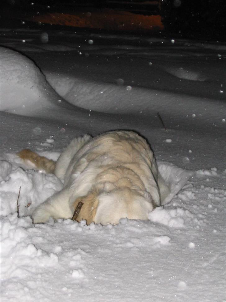 Golden retriever Nelly - Sne er også rigtig skønt at lege i. Jeg bliver helt kåd. billede 10