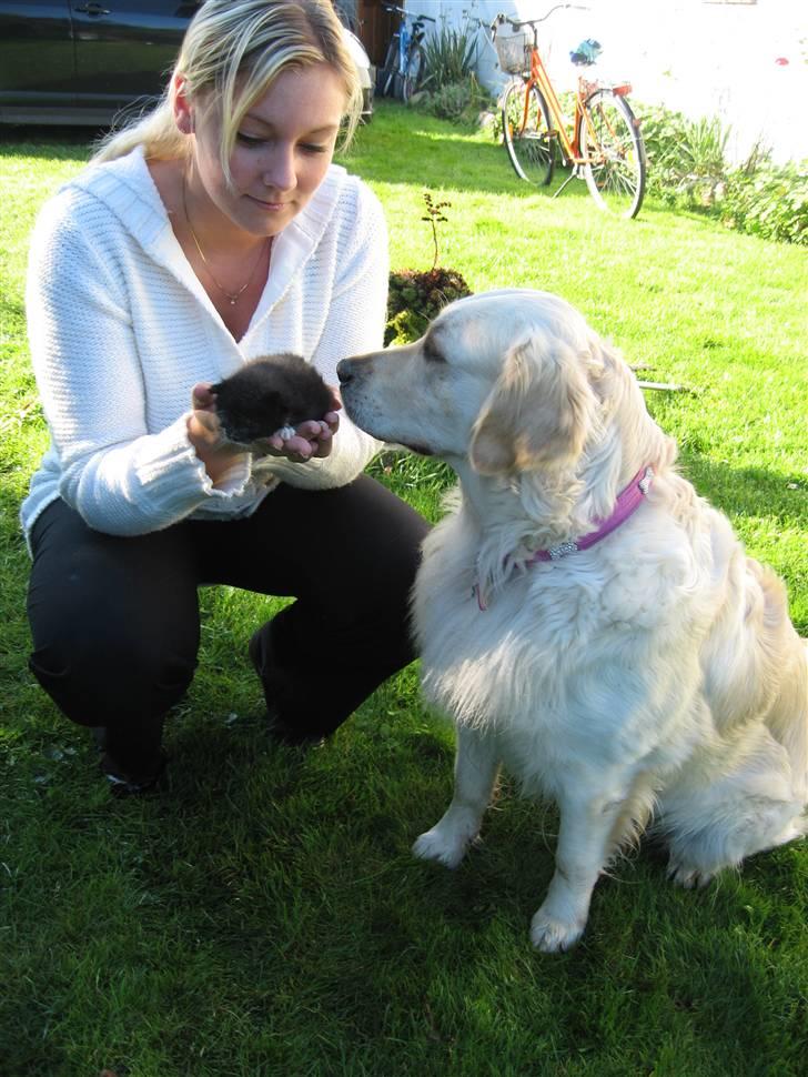 Golden retriever Nelly - Neeeeeej, en lille missekat. Hvor er den sød billede 11