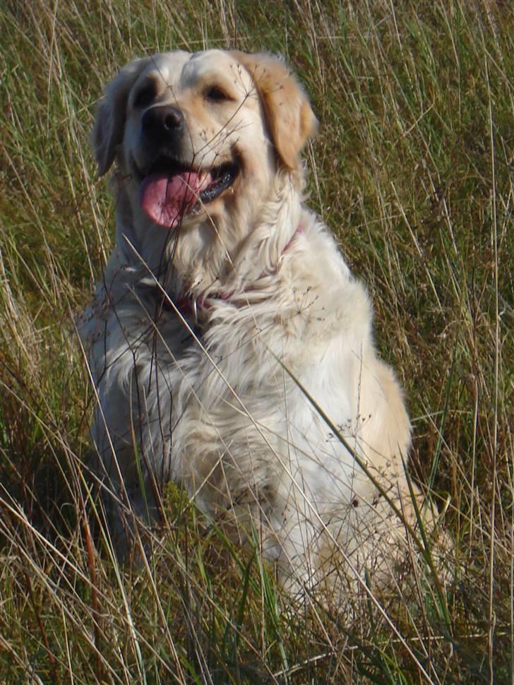 Golden retriever Nelly - Jeg elsker at lege i det høje græs ved stranden. billede 13