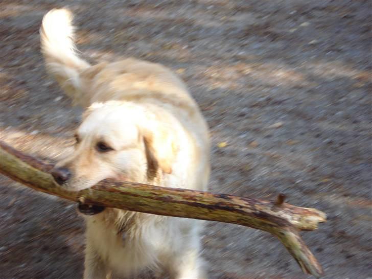 Golden retriever Nelly - Se en lækker pind jeg har fundet, Den skal jeg ha med hjem. billede 14