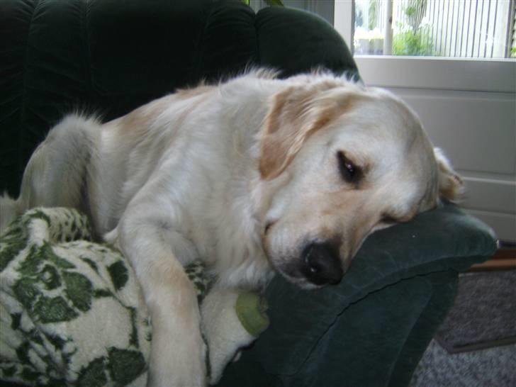 Golden retriever Nelly - Her er jeg blevet rigtig hundetræt, jeg har min plads i den ene ende af sofaen.  billede 15