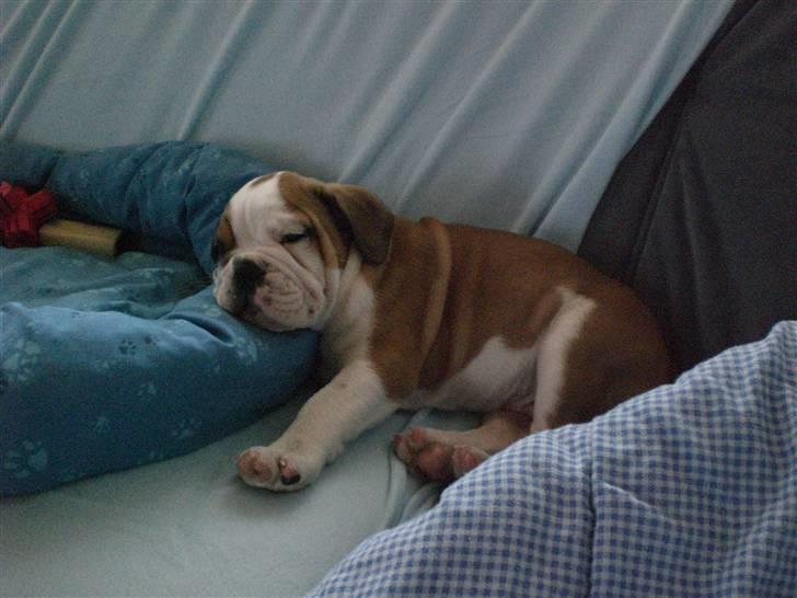 Engelsk bulldog Anton - 2 måneder gl. og meget træt billede 7