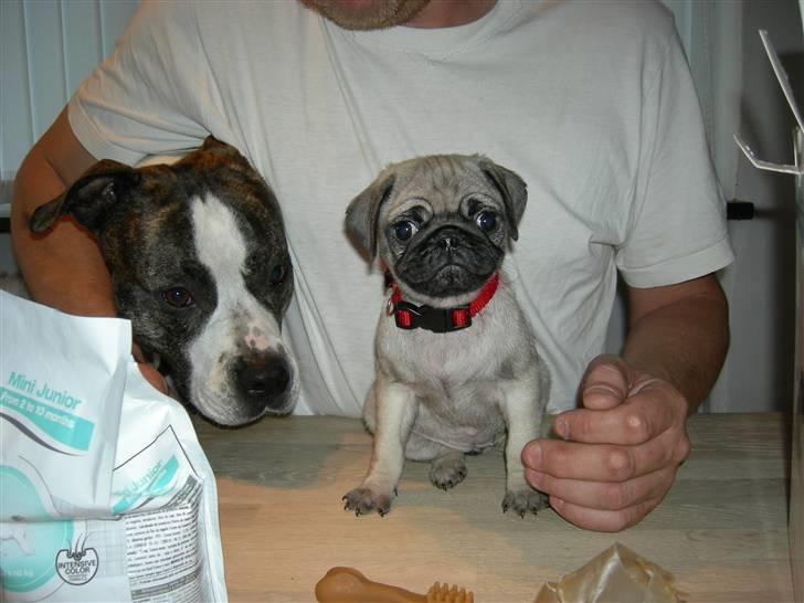 Mops Emma - første dag,i mit nye hjem. billede 2