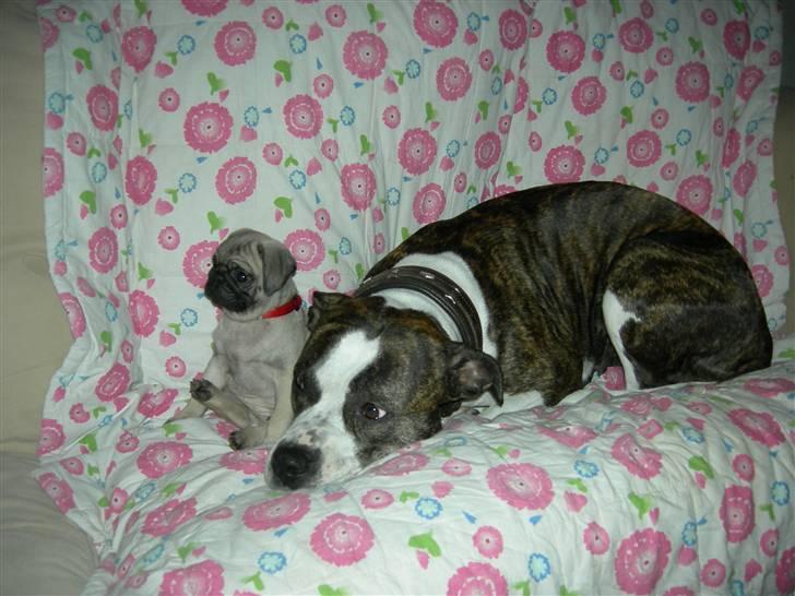 Mops Emma - Daisy og emma billede 3