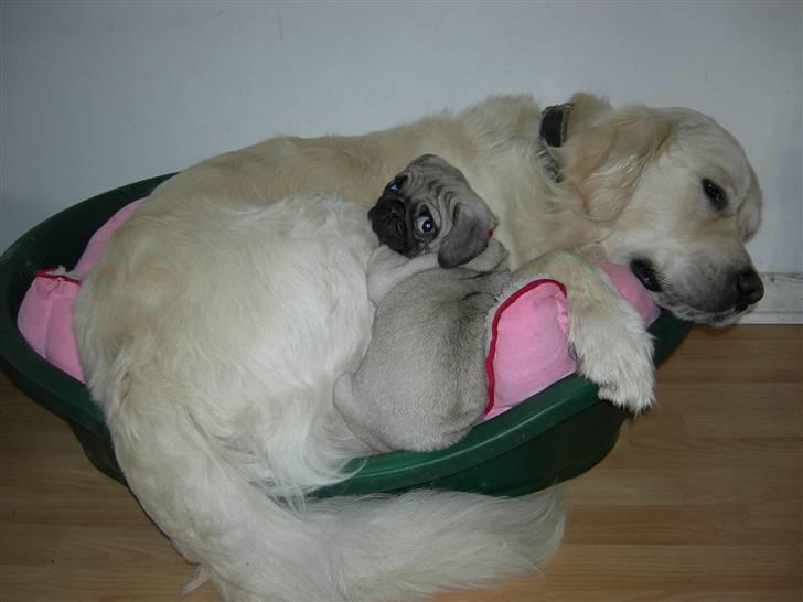 Mops Emma - Charlie og Emma. billede 6