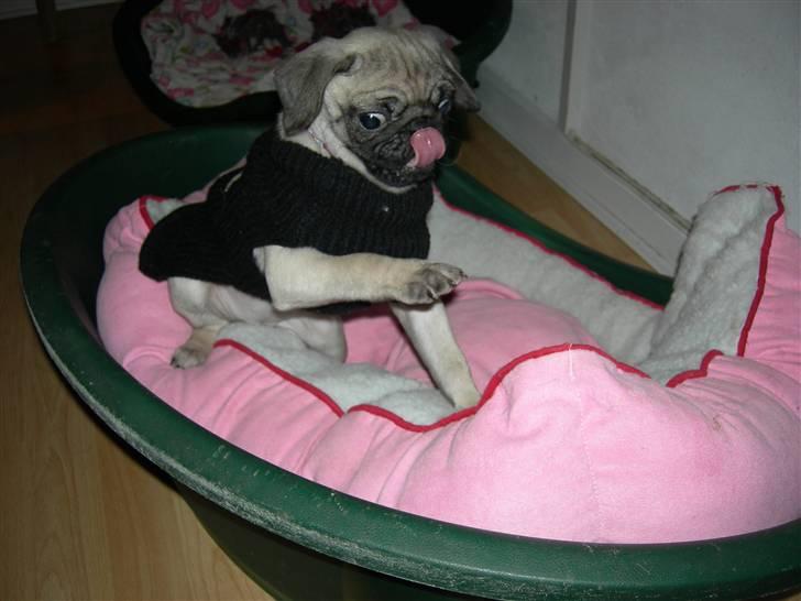 Mops Emma - ny bluese. billede 7