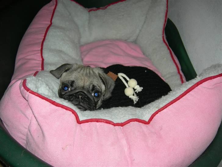 Mops Emma billede 10