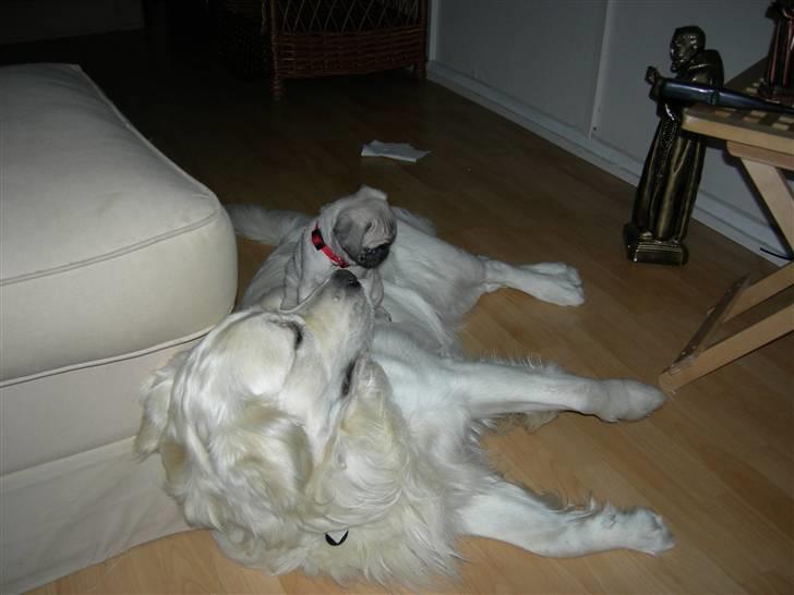 Mops Emma - ha ha, nedlagt ;-) billede 11