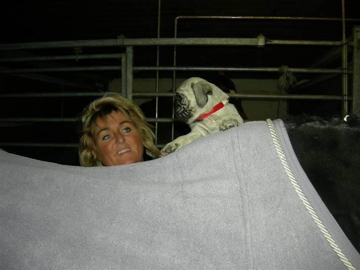 Mops Emma - maskot. :-) billede 12