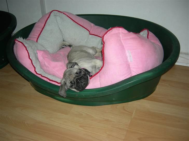 Mops Emma billede 13